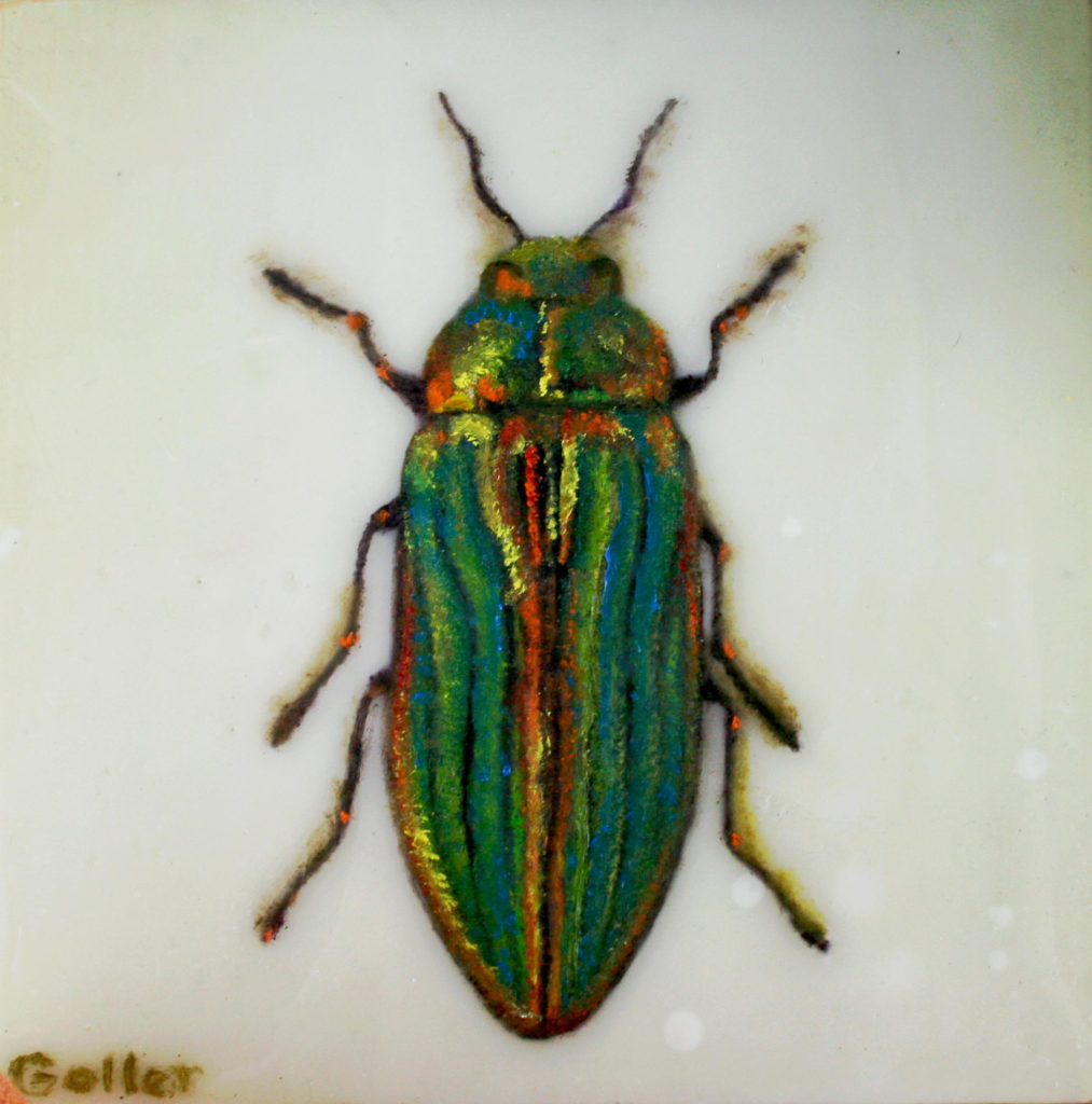 Buprestis 
Aurulenta