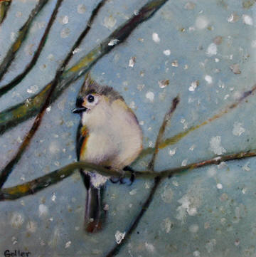 Tufted Titmouse in Winter